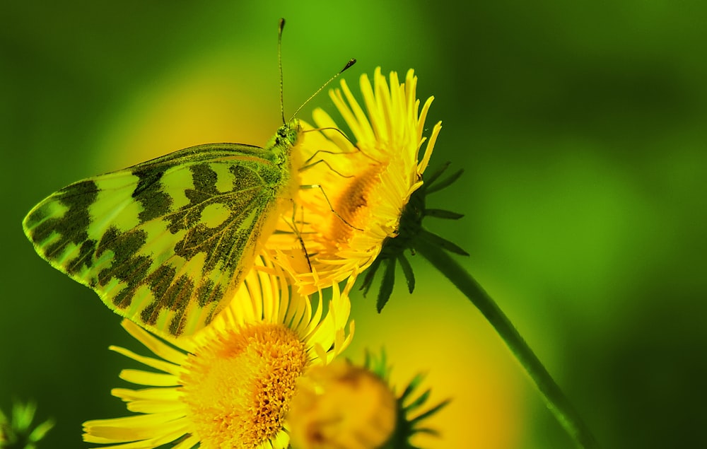 close-up photography of butterfly on yellow petaled flower