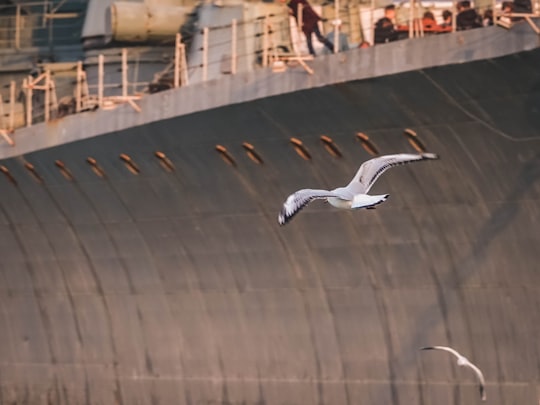 two flying birds beside gray concrete wall in Novorossiysk Russia