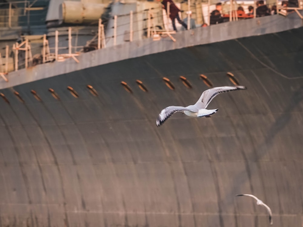 Zwei fliegende Vögel neben grauer Betonwand