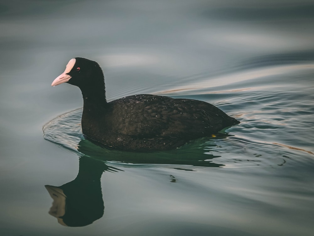 Ente auf Gewässer