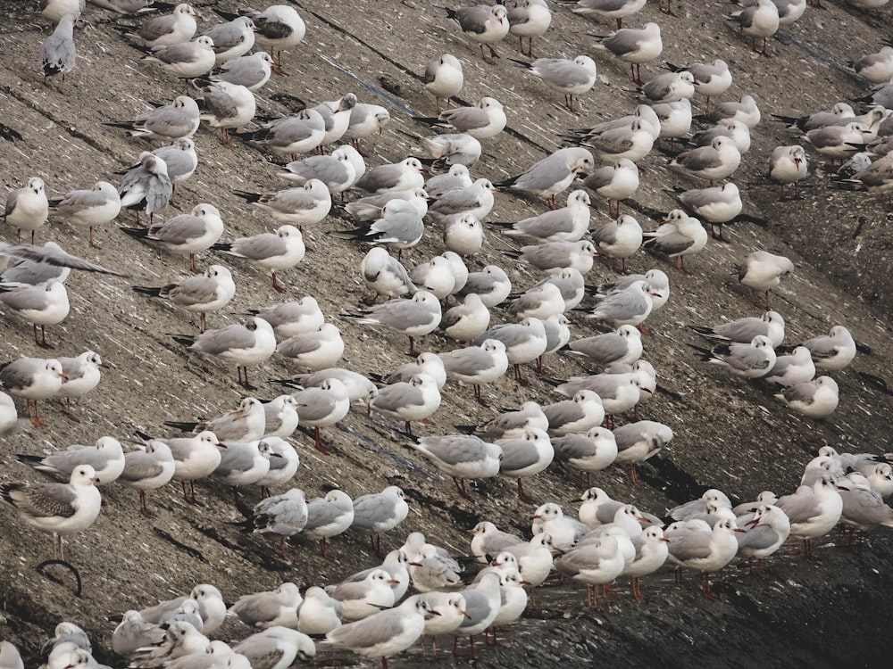 flock of white-and-gray birds