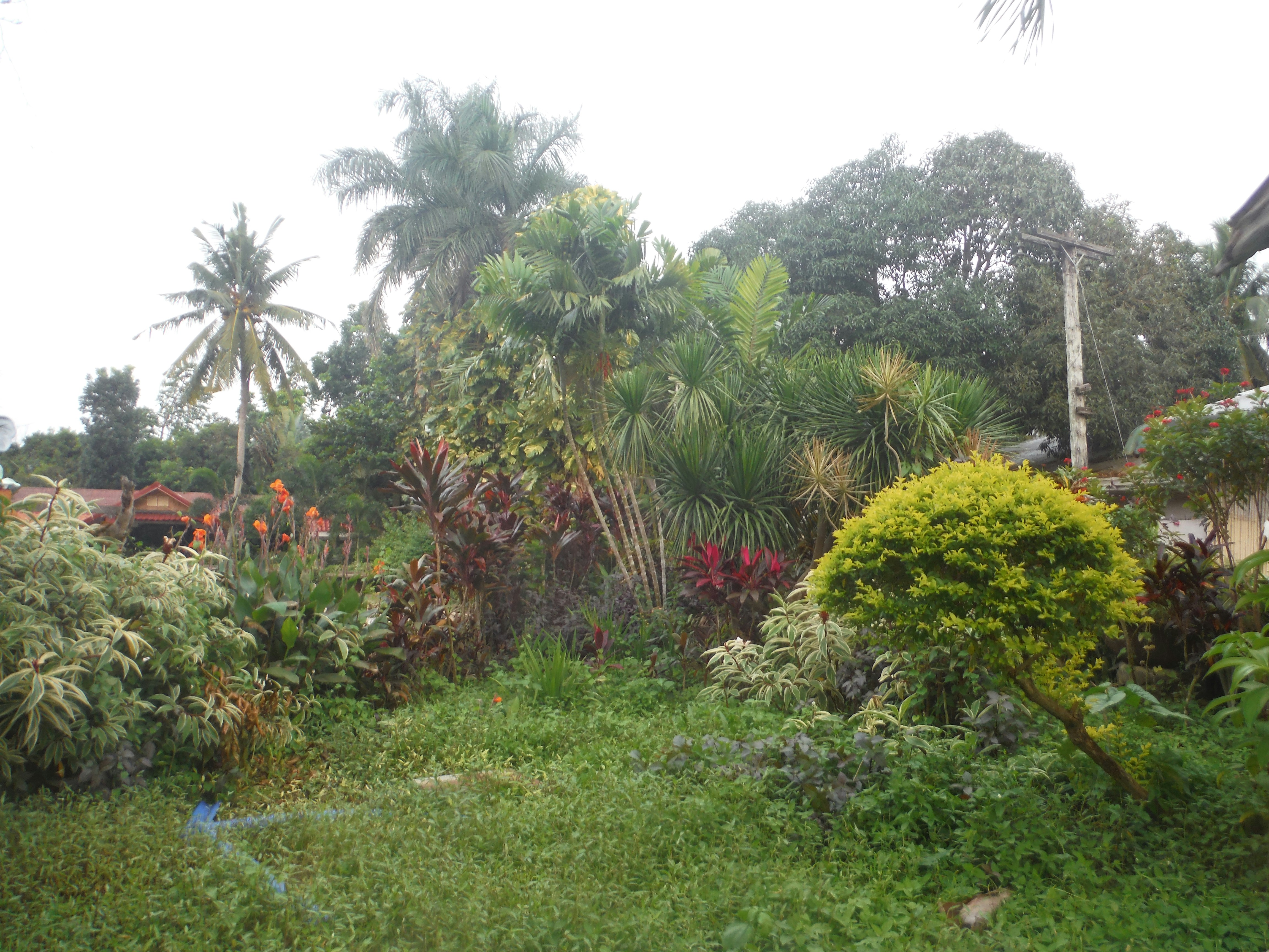 Tropical Caribbean garden with exotic flowers and lush greenery