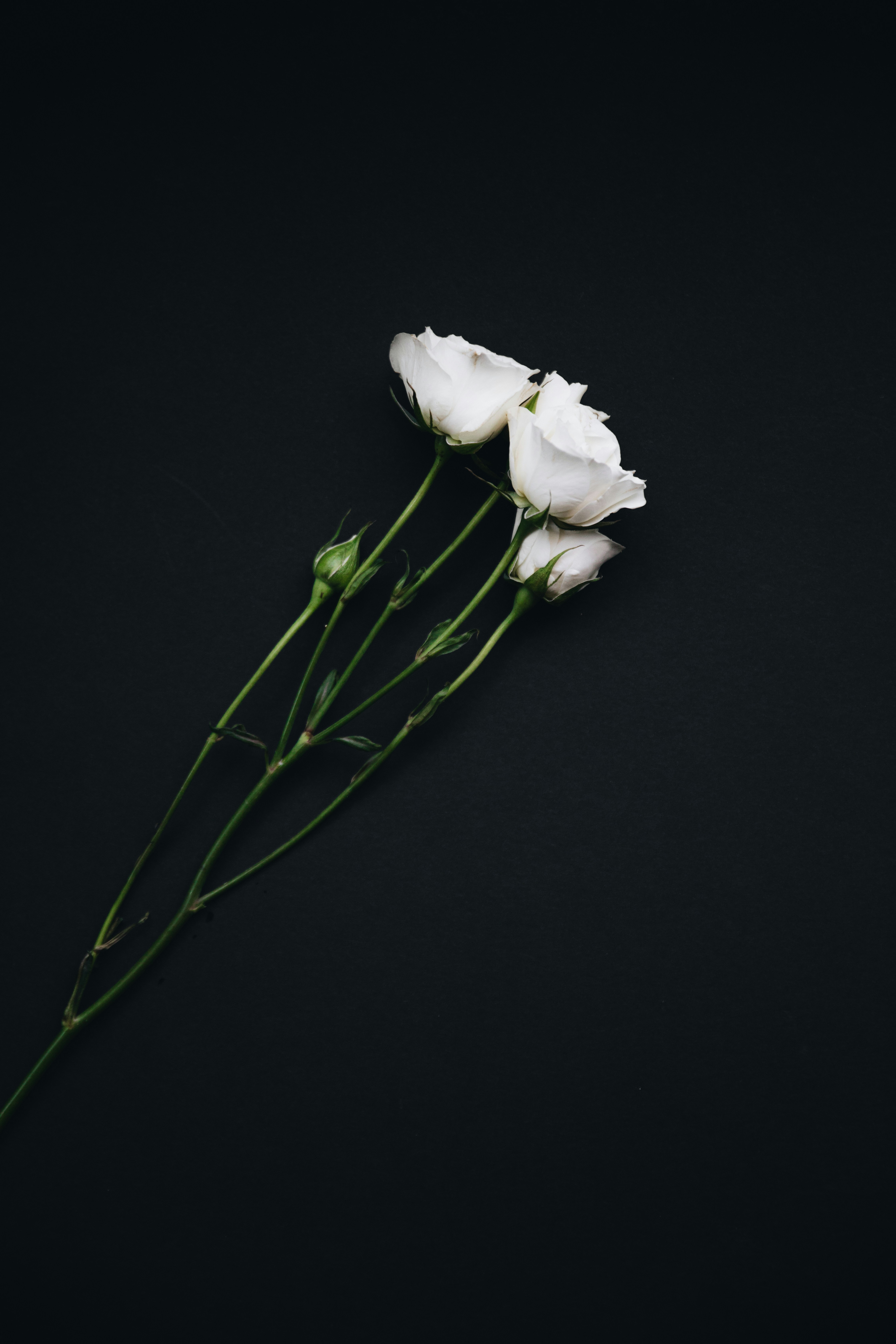 white flower wallpaper