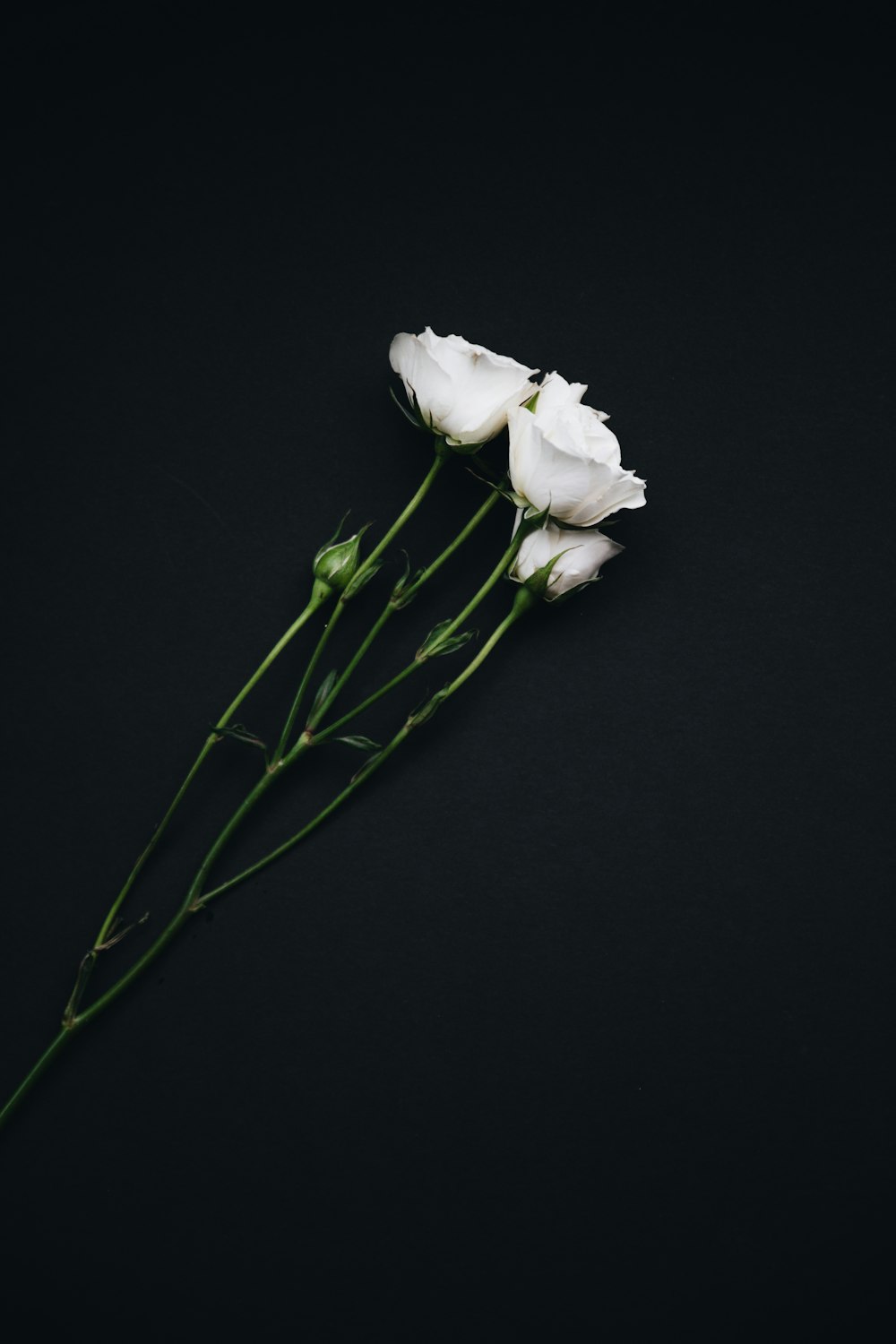 three white roses