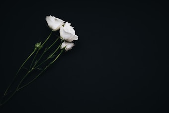 White roses with green stems positioned diagonally against a dark black background.