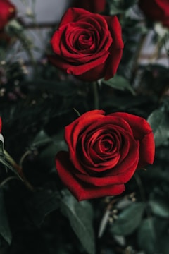 Two vibrant red roses stand out against a dark, leafy green background. The petals are velvety and rich in color, curling outward from the center, creating a classic and romantic appearance.