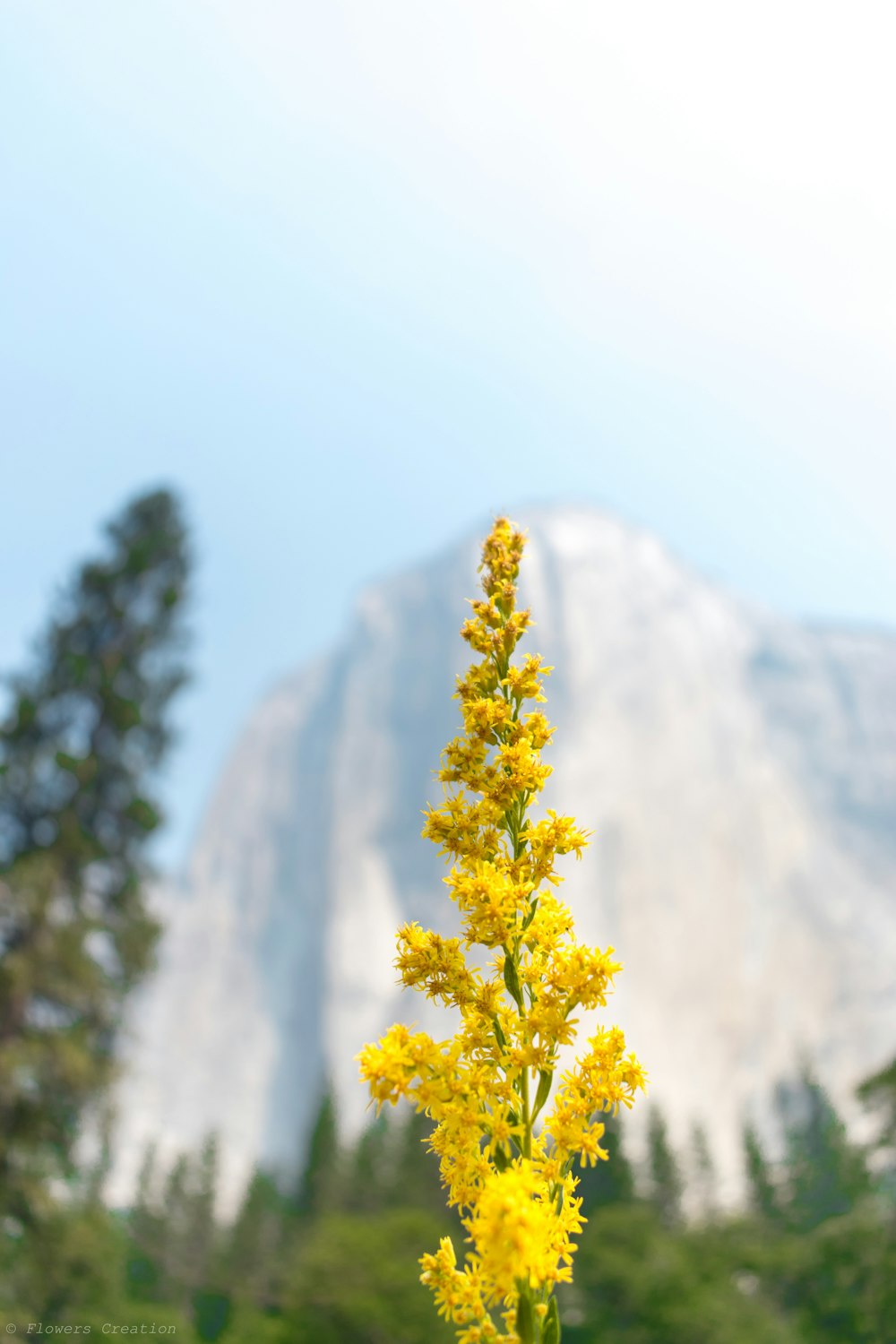 yellow flower selective photography