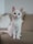 white cat sitting on brown couch