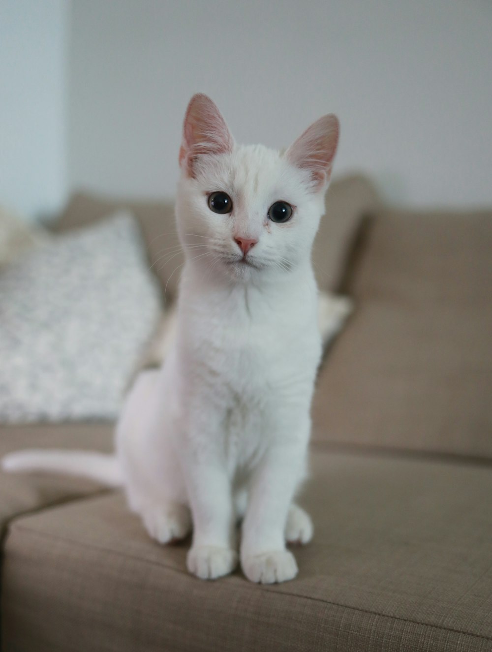 Weiße Katze sitzt auf brauner Couch