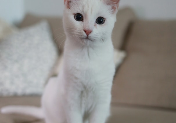 white cat sitting on brown couch