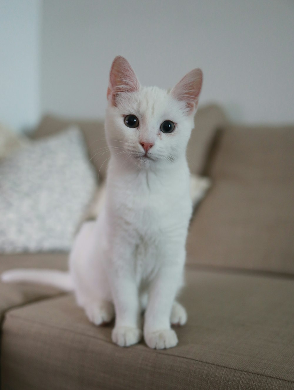 chat blanc assis sur un canapé brun