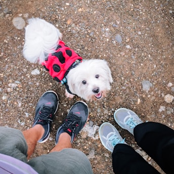 A small white dog wearing a red and black ladybug costume looks up at two people standing on a gravel path. One person is wearing black sneakers with pink accents, and the other is wearing gray sneakers with light blue accents.