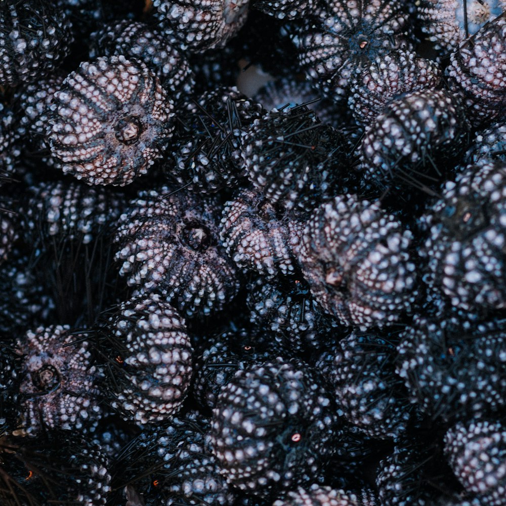 bunch of black sea urchins