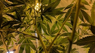 cannabis leaves and stem