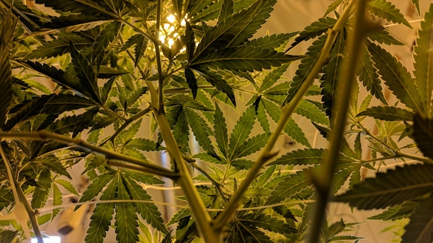 cannabis leaves and stem