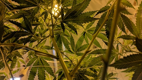 Medical Marijuana