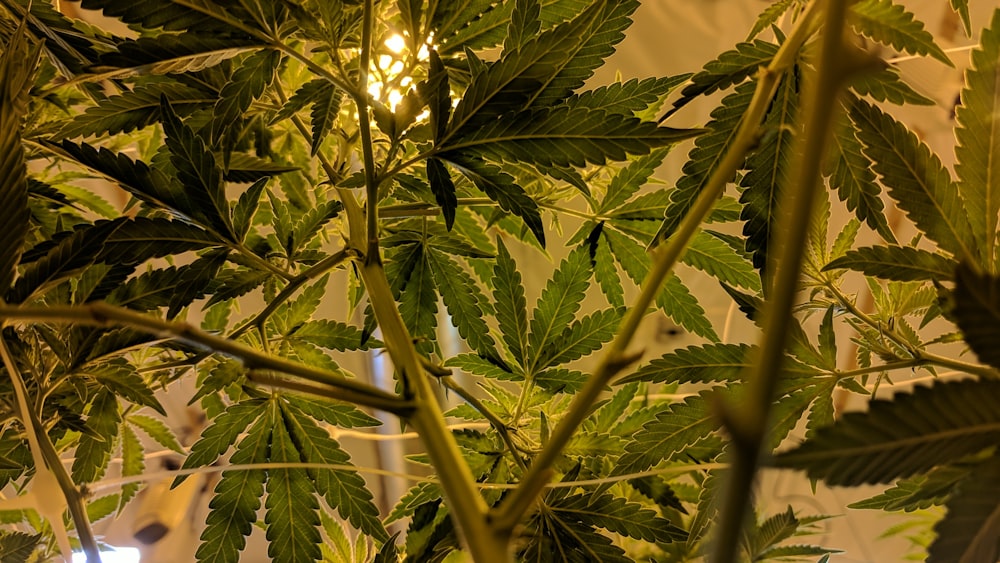 folhas e caule de cannabis