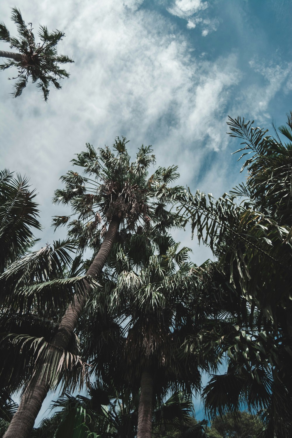 low angle photography of palm trees