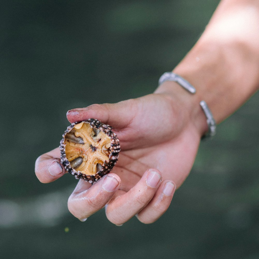 person holding brown and gray fruit