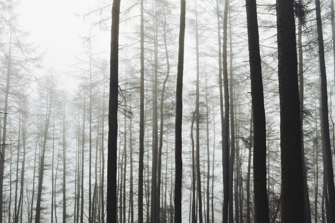 photo of Yorkshire Dales Forest near Bolton Castle