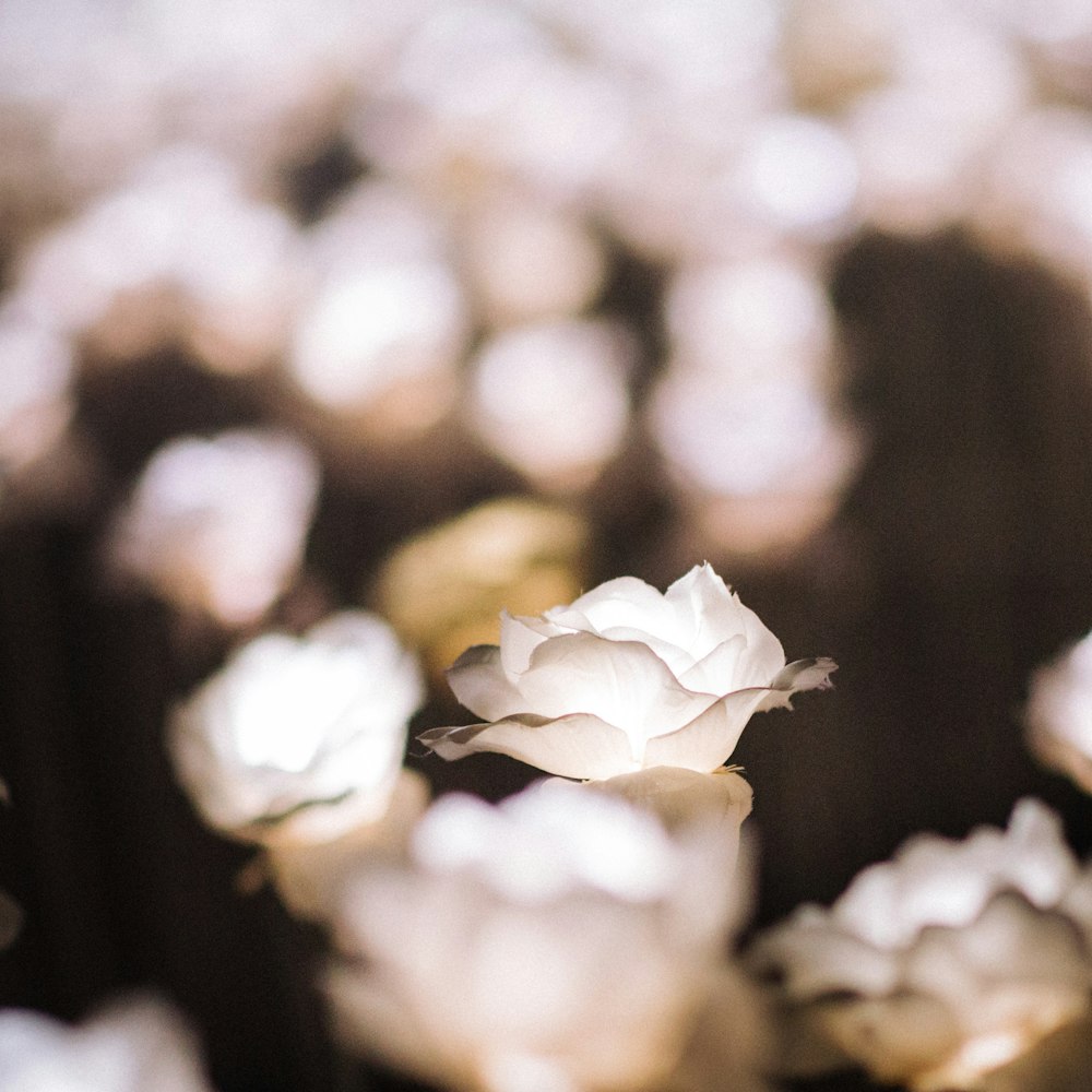 close-up photograqphy of white flower