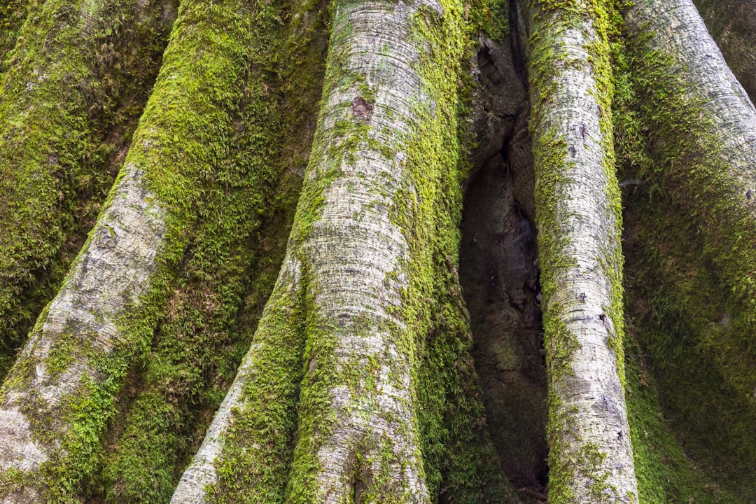 travelers stories about Forest in Namakabrud, Iran