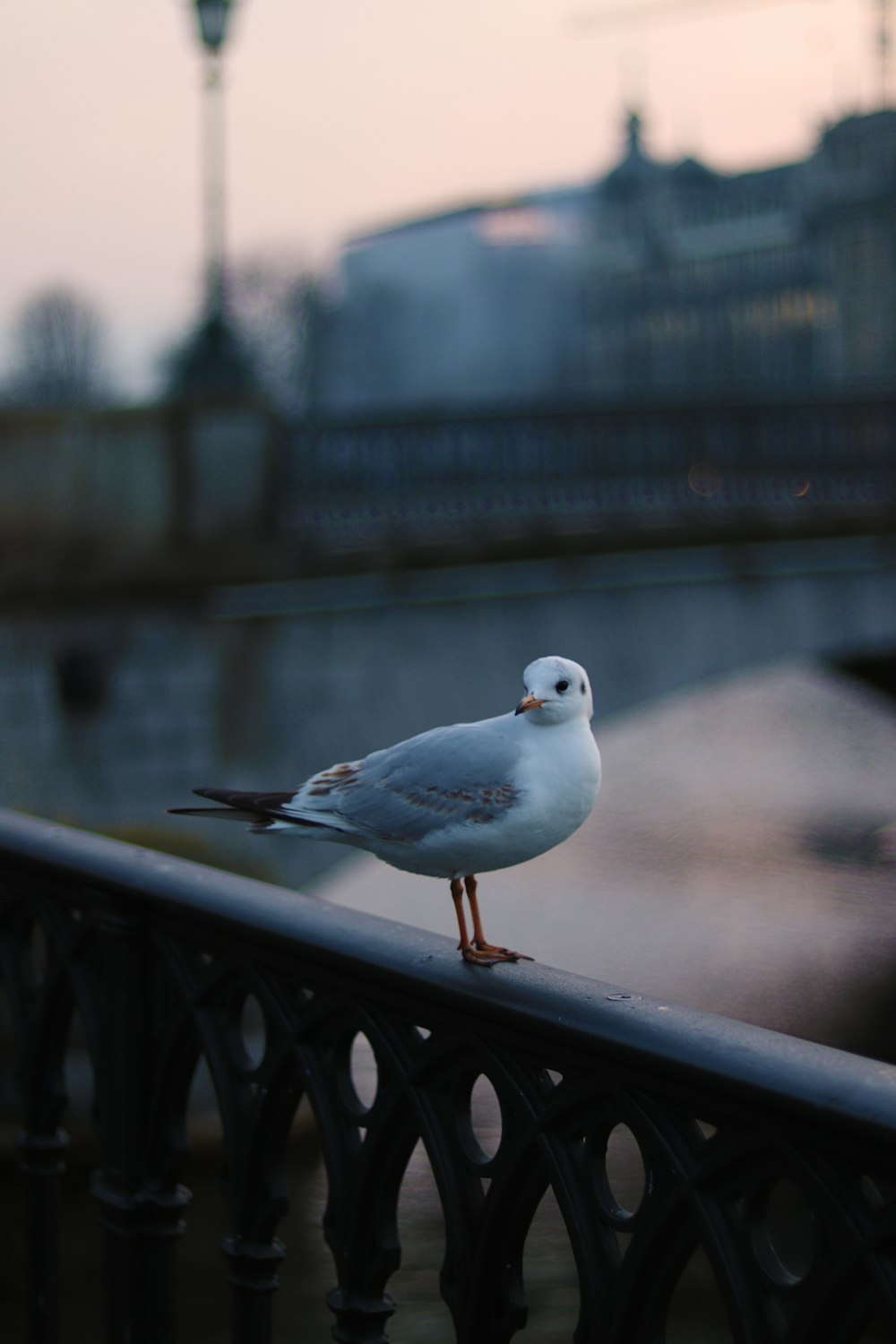 white bird during daytime