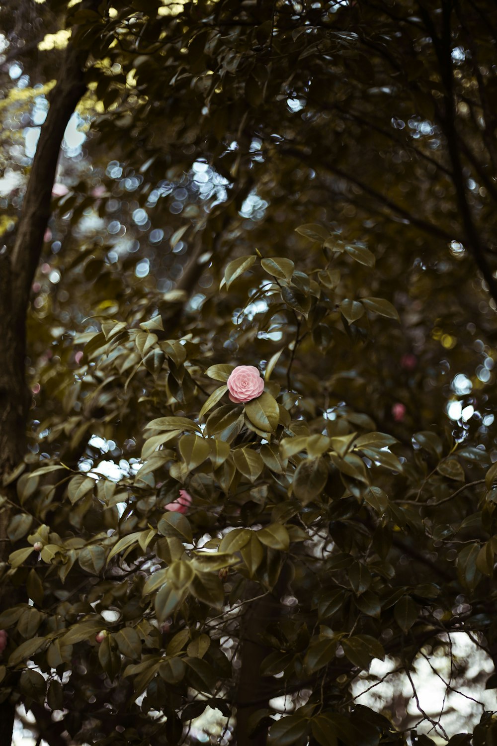 Fotografia a fuoco selettiva di un fiore dai petali rosa