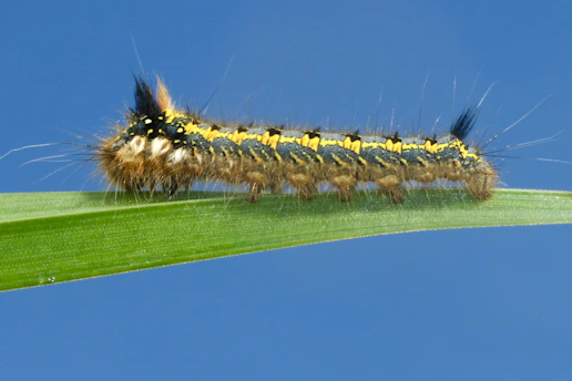 macro photography of yellow caterpillar