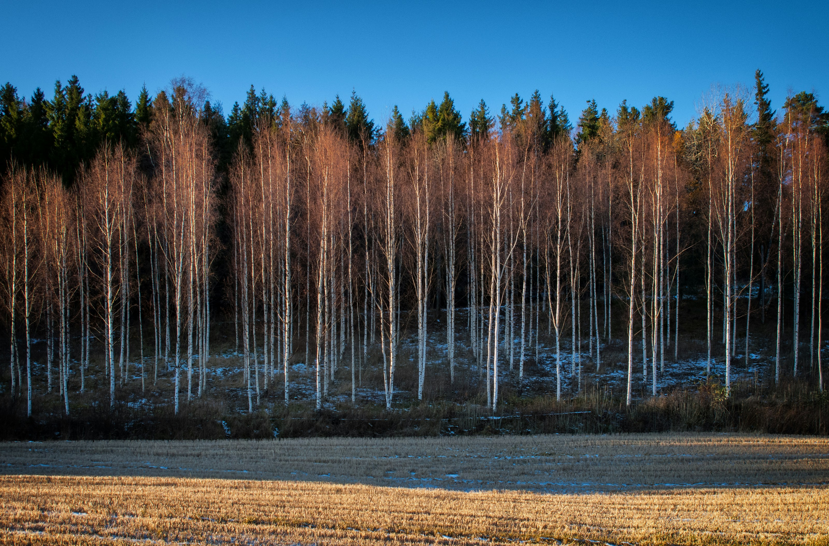 Photo by vidarnm