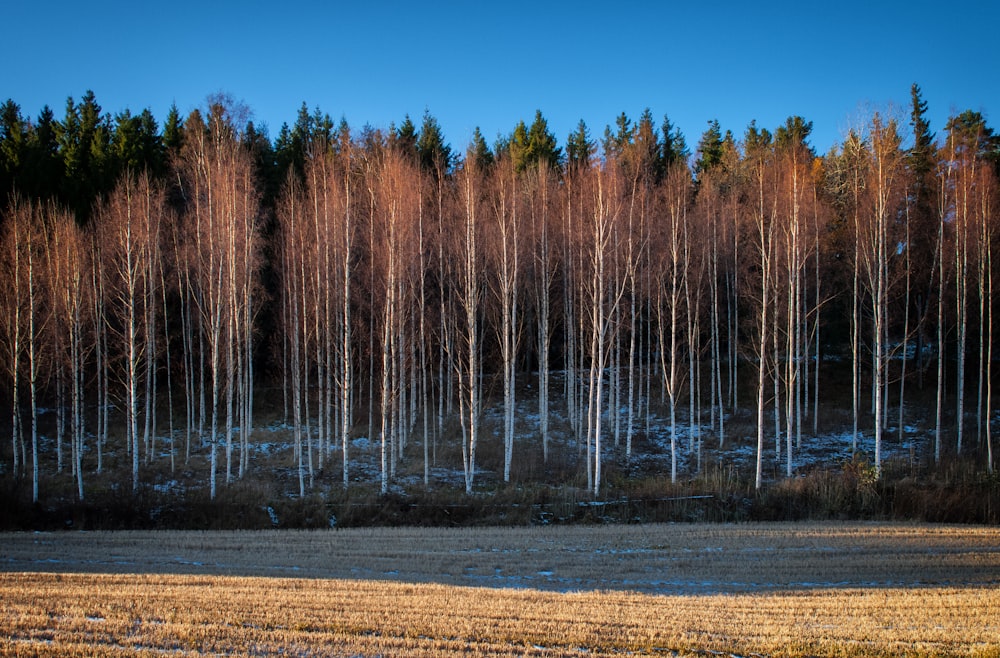 gray trees near open field