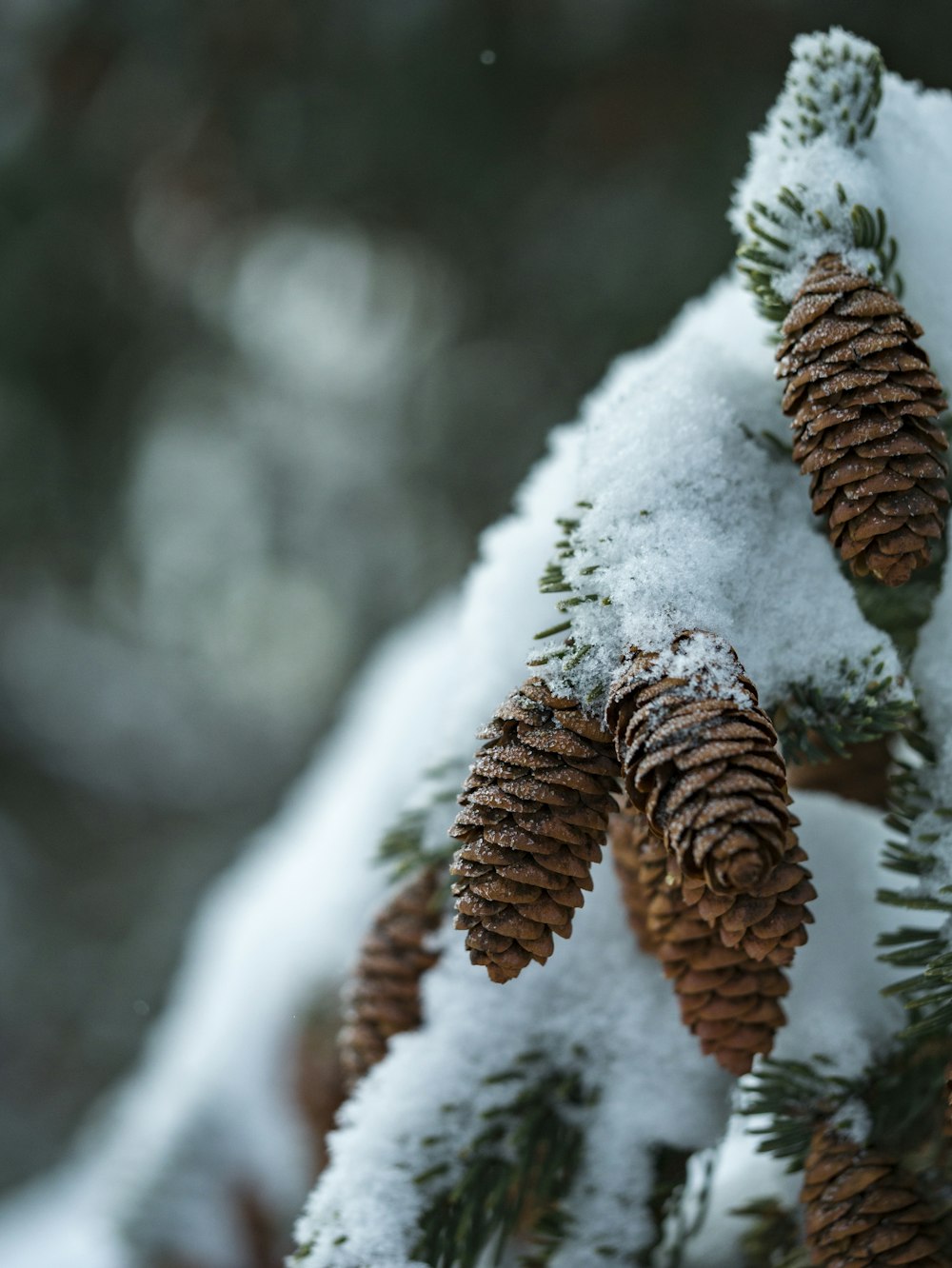 Fotografía de primer plano cubierta de fruta de bellota marrón cubierta de nieve