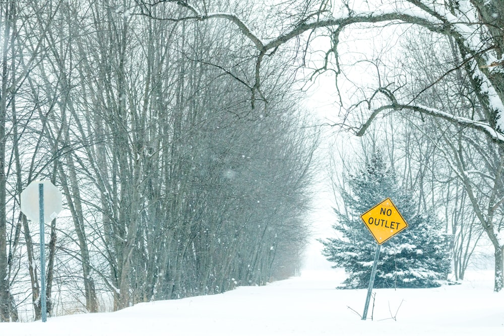 forest during winter