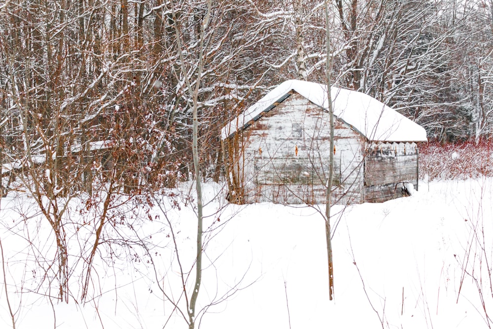 shack covered with snow between leafless trees