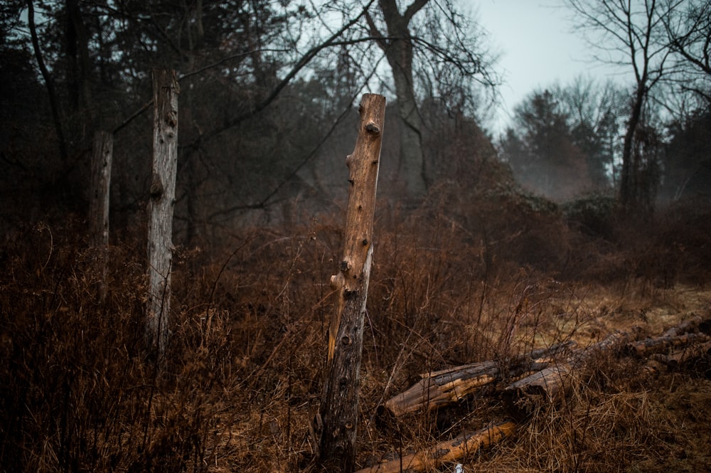 brown wooden log in the forest