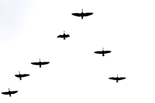 A group of birds flying in a V formation against a plain white sky. The birds are silhouetted, showcasing their wings spread wide. The arrangement suggests a coordinated flight pattern, typical of migratory birds.
