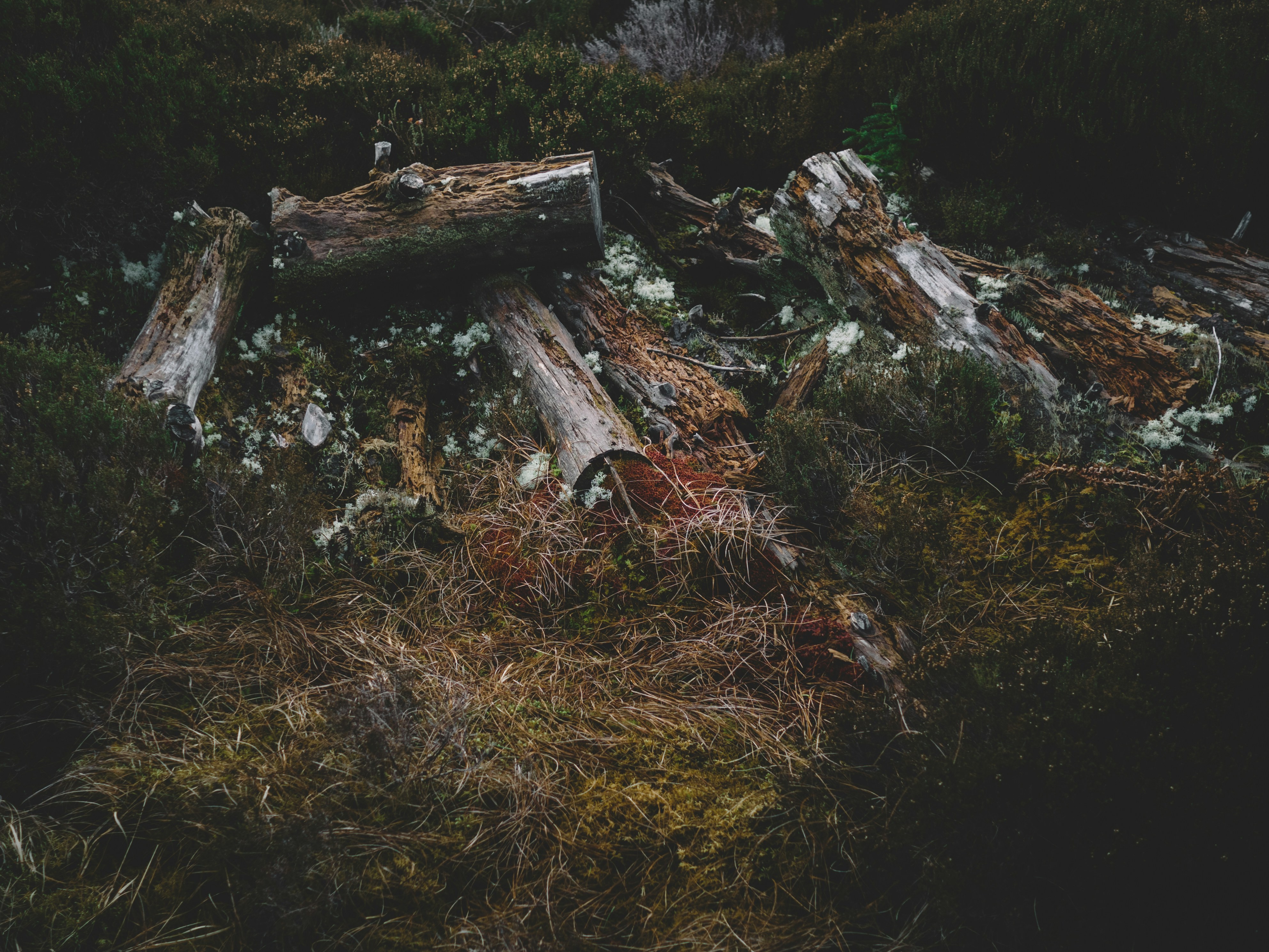 緑の芝生で木の幹を切る