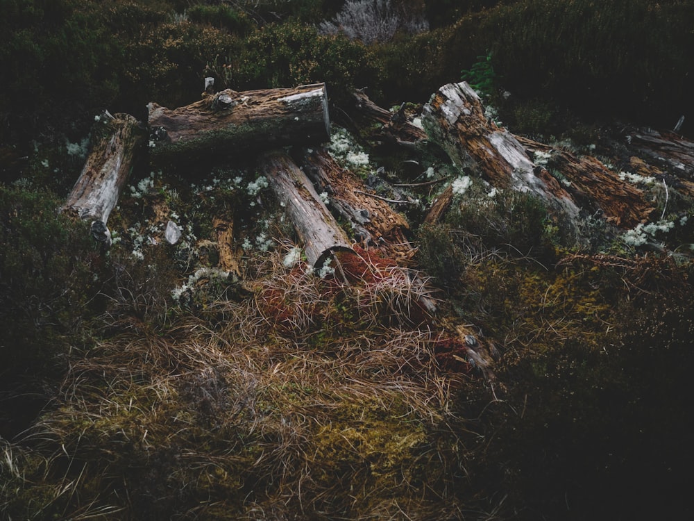 cut tree trunks on green grass