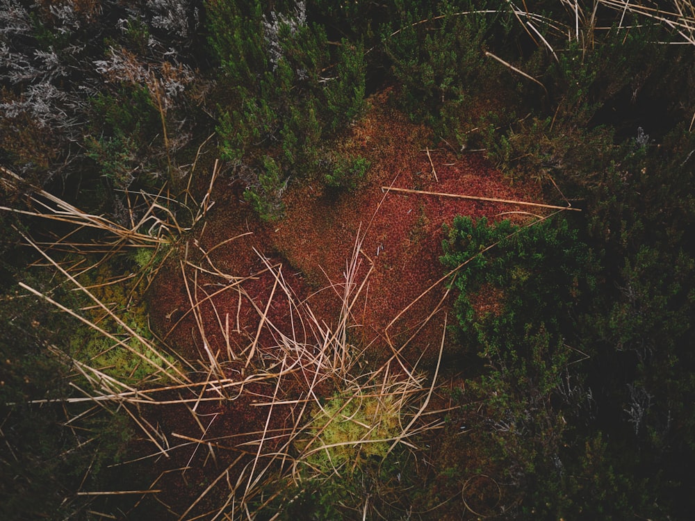 Vista de pájaro del bosque con árboles de bambú caídos