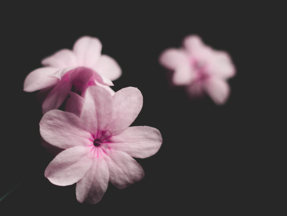 low-light photography of pink petaled flowers