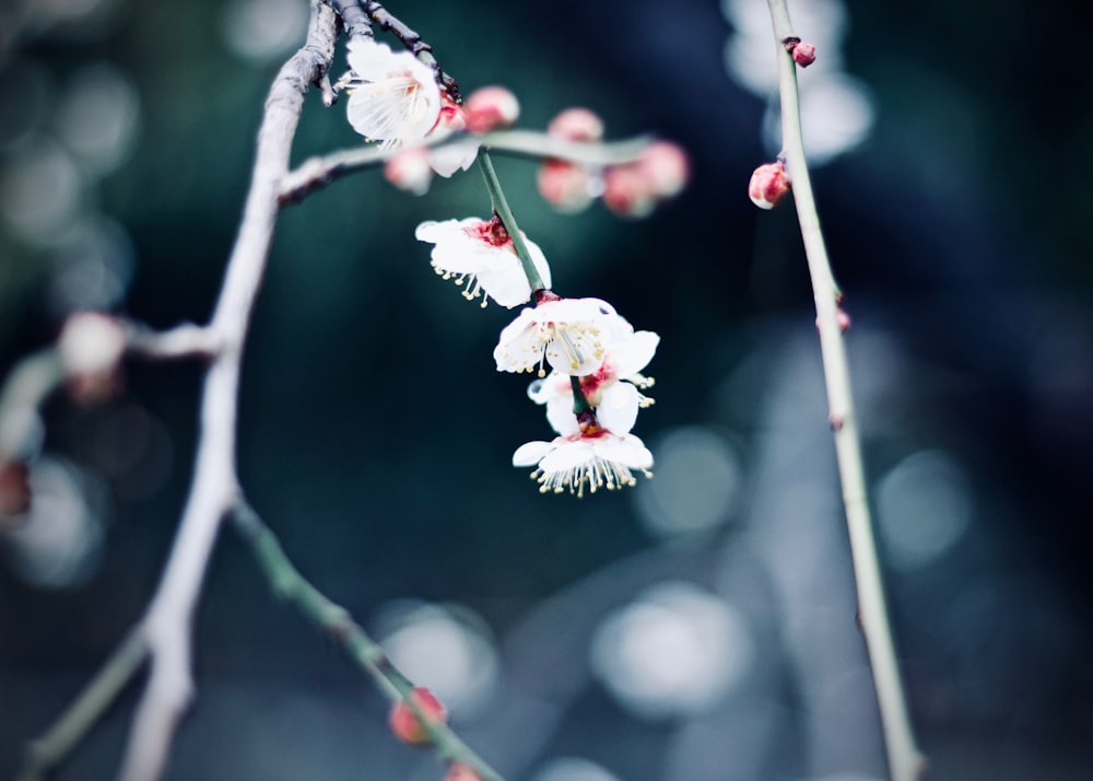 white flowers