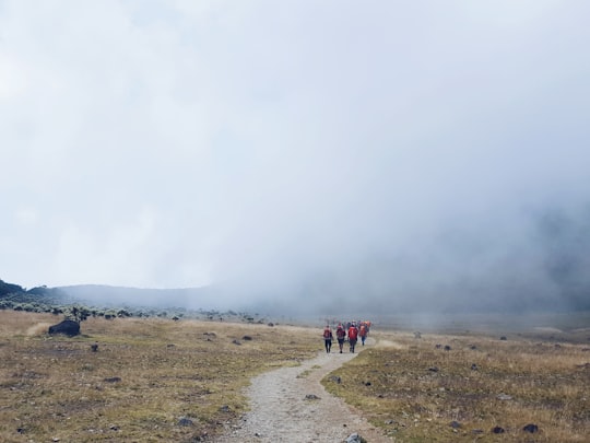 group of person walking on road in Mount Gede-Pangrango National Park Indonesia
