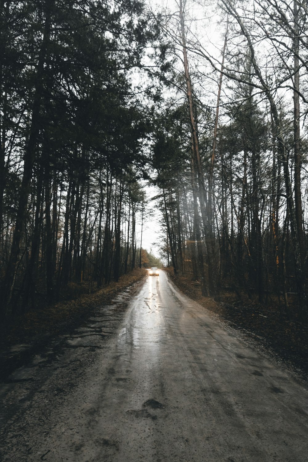 estrada cinzenta entre árvores durante o dia