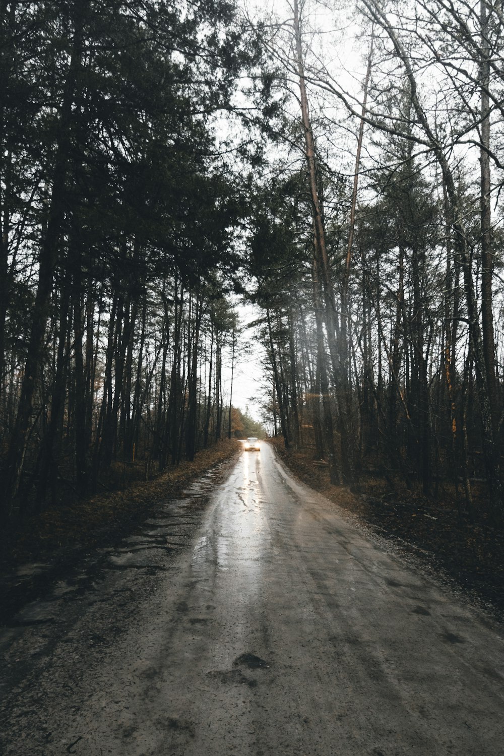 gray roadway in between trees during daytime