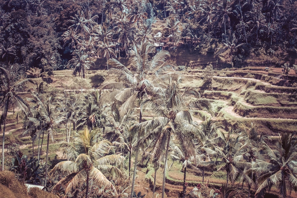 aerial photography of hills and coconut trees