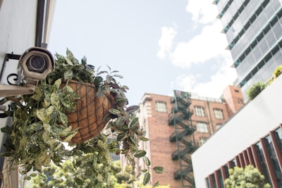 A security camera is mounted next to a hanging basket of plants with variegated leaves. The background features urban architecture, including a modern tall building and a red brick structure with fire escapes. The sky is clear with a few clouds.