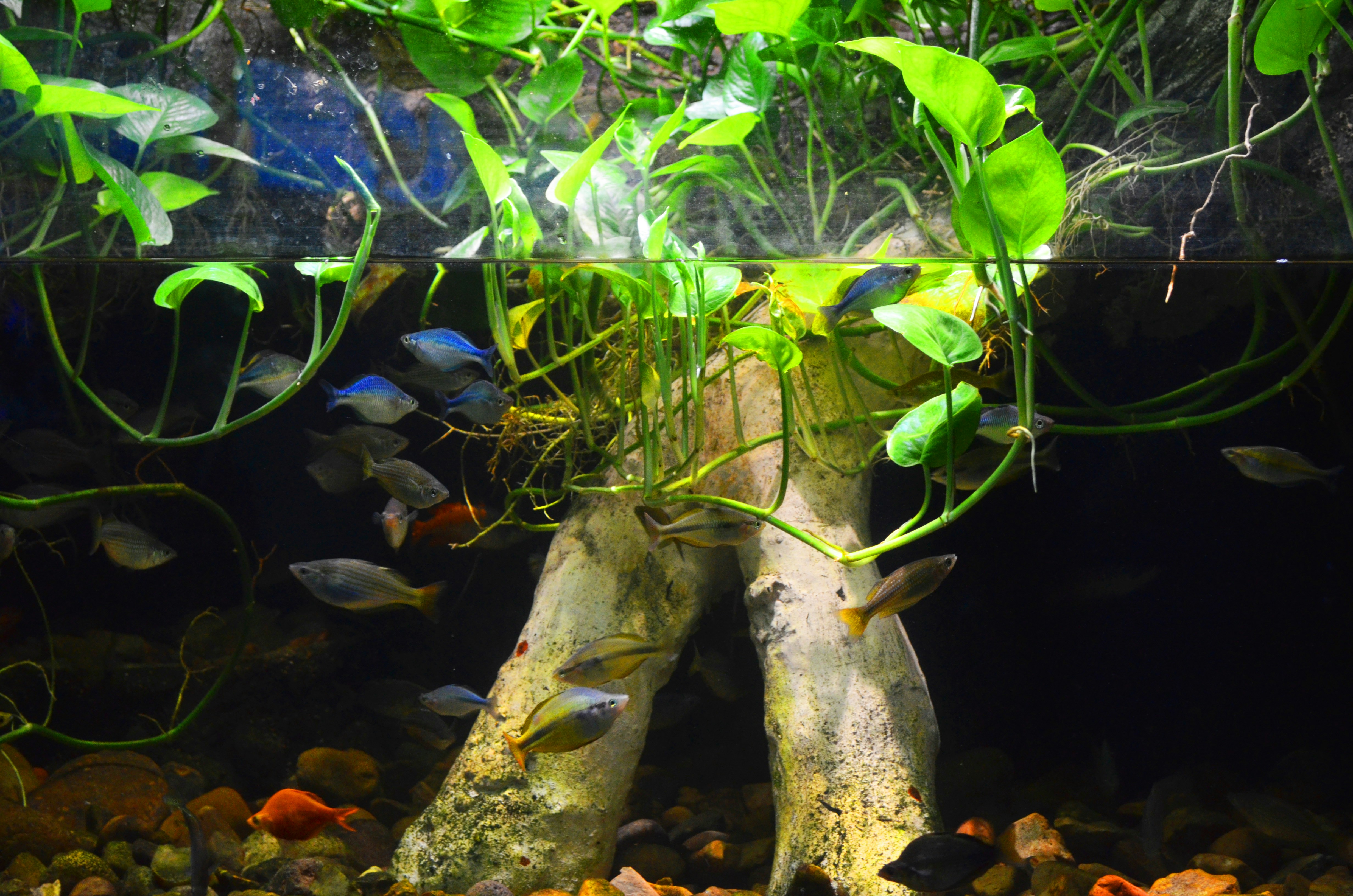 Java Fern Plant