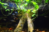 An aquarium scene showcasing various fish swimming around submerged roots and aquatic plants. The upper part is filled with lush green leaves extending into the water, while the lower section has a variety of colorful fish and natural stone elements.