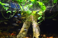 An aquarium scene showcasing various fish swimming around submerged roots and aquatic plants. The upper part is filled with lush green leaves extending into the water, while the lower section has a variety of colorful fish and natural stone elements.