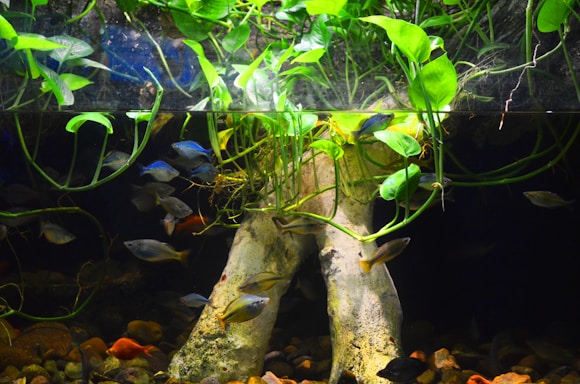 An aquarium scene showcasing various fish swimming around submerged roots and aquatic plants. The upper part is filled with lush green leaves extending into the water, while the lower section has a variety of colorful fish and natural stone elements.